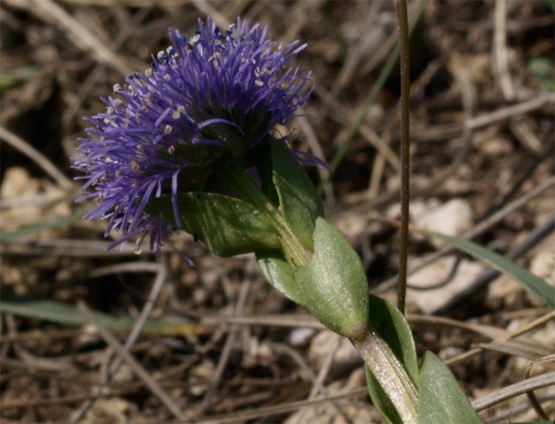 Trattasi di vedovella dei prati? si, Globularia bisnagarica